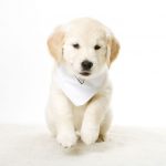 Preparing To Take Your Dog To A Manhattan Boarding Facility While You’re Away